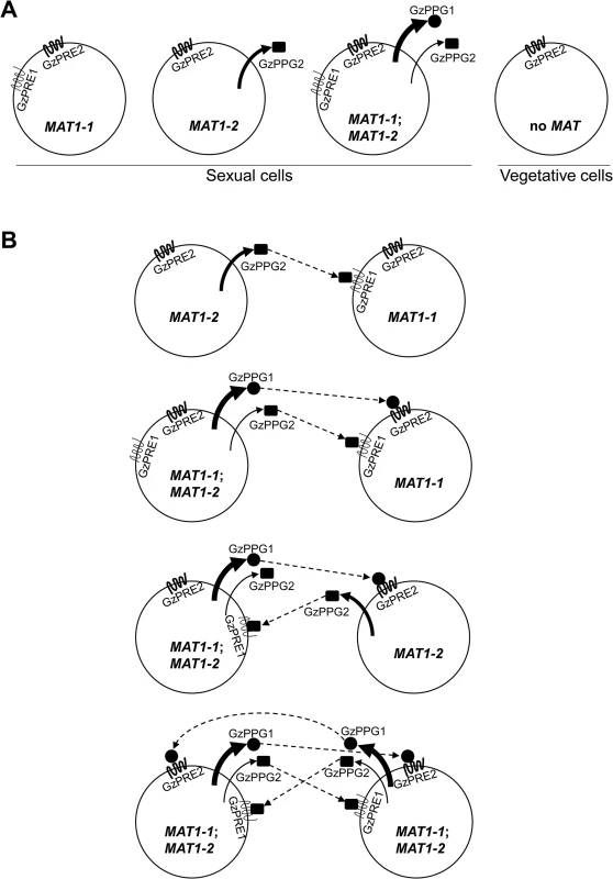 Diagrams for the expression of pheromone precursors and their cognate receptors in the <i>F</i>. <i>graminearum</i> Z3643 strain and its <i>MAT</i>-deletion strains used in this study (A), and for all of the possible interactions between the fungal cells or nuclei for mating in <i>F</i>. <i>graminearum</i> (B).