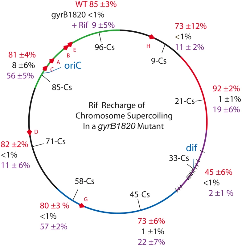 Interrupting transcription causes a dramatic rebound in resolution for strains carrying the GyrB1820 gyrase.