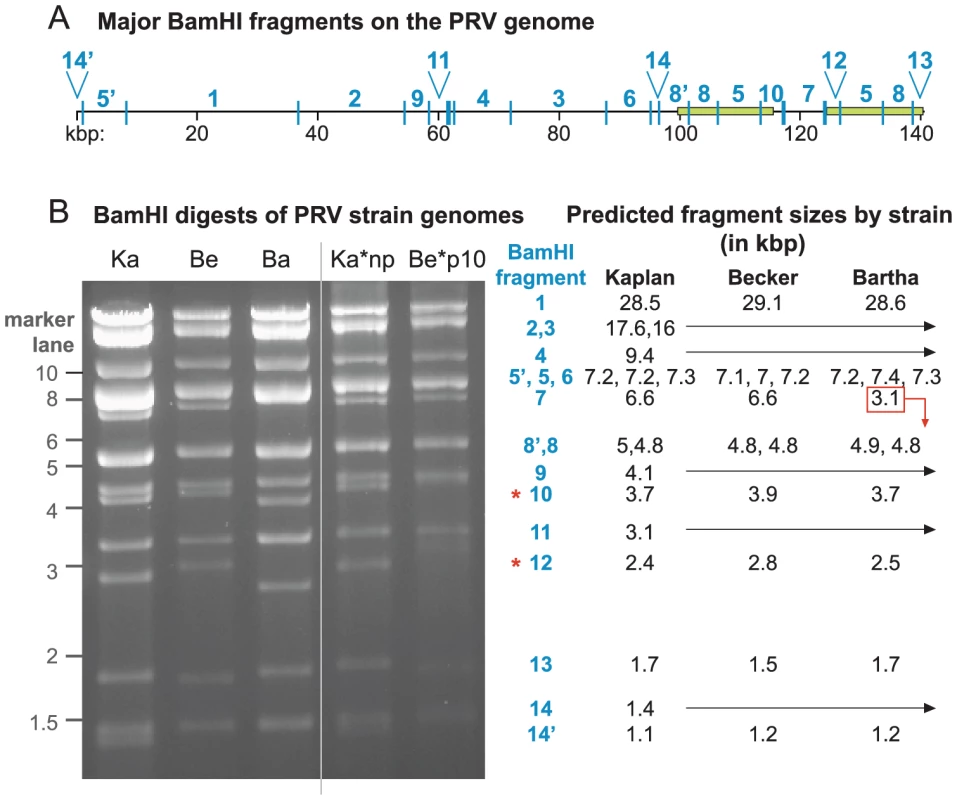 BamHI RFLP confirmation of PRV genome assemblies.