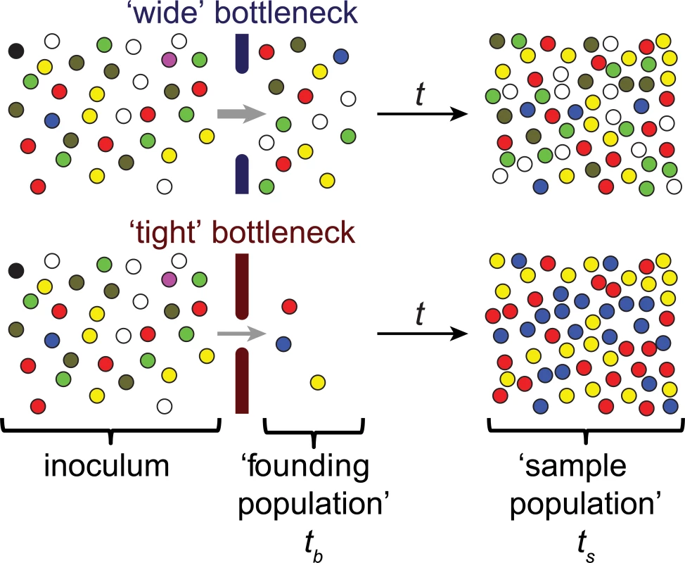 Schematic representation of the effect of bottlenecks on genetic diversity.