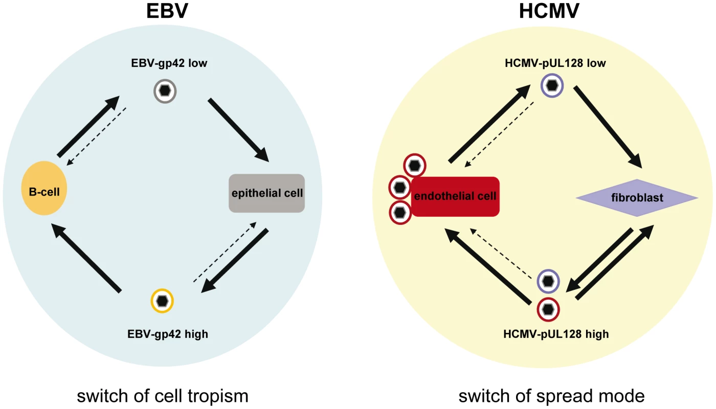 HCMV and EBV models for virus spread in cell culture.