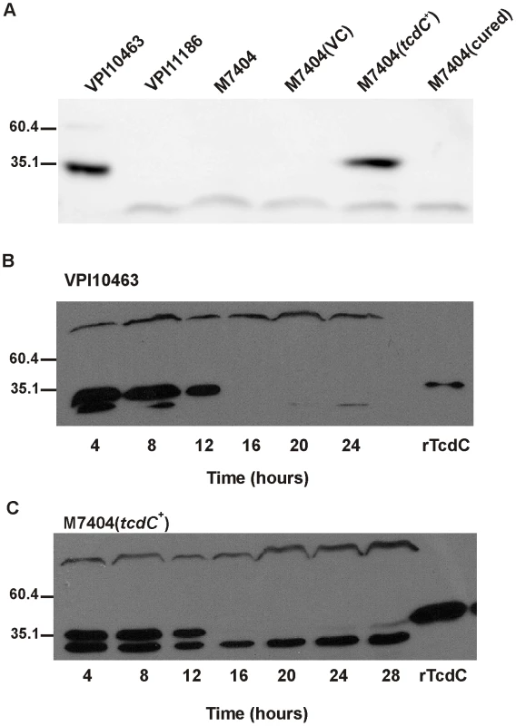 Western blot analysis of TcdC production by wild-type and complemented <i>C. difficile</i> strains.
