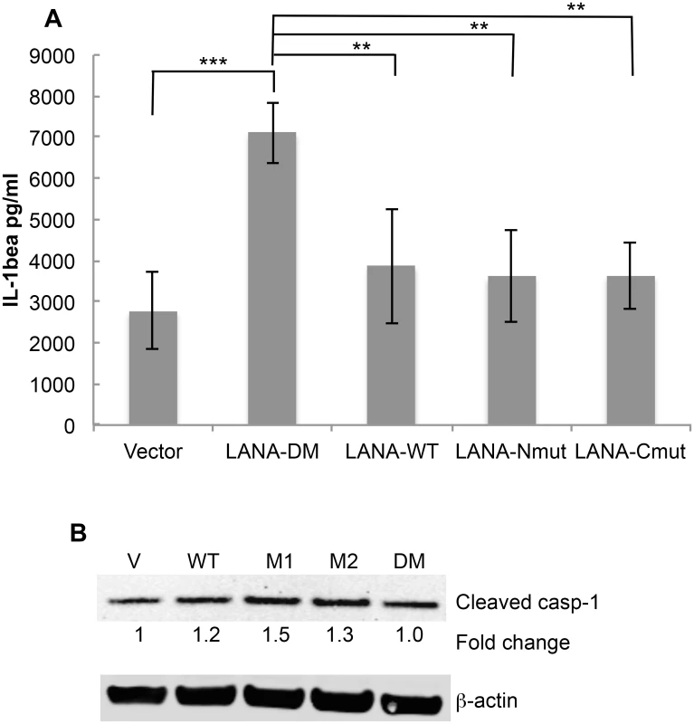 Mutation of both LANA caspase cleavage sites leads to increased IL-1β production.
