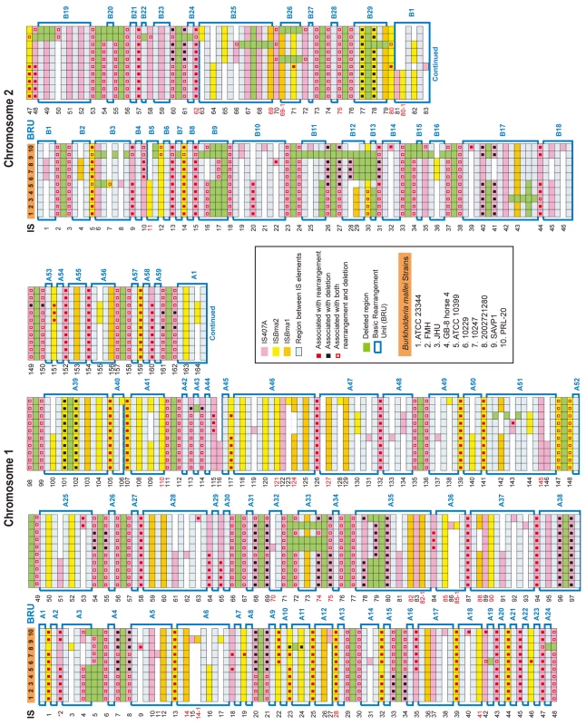 IS-blended <i>B. mallei</i> genomes.