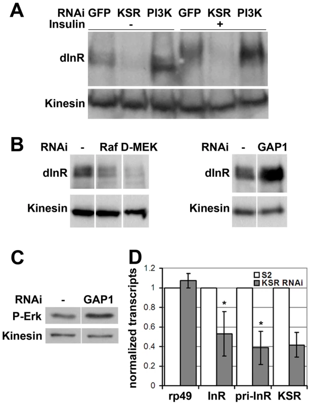 MAPK/ERK signaling regulates <i>inr</i> gene expression.