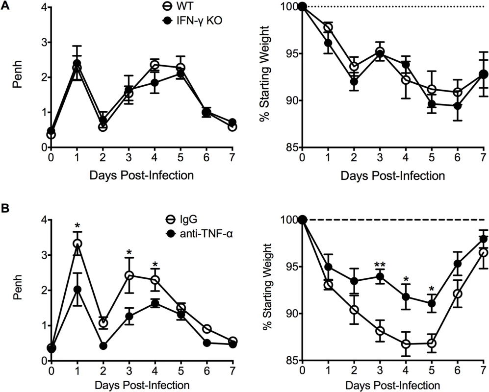 TNF-α contributes to airway obstruction and weight loss during FI-RSV VED.