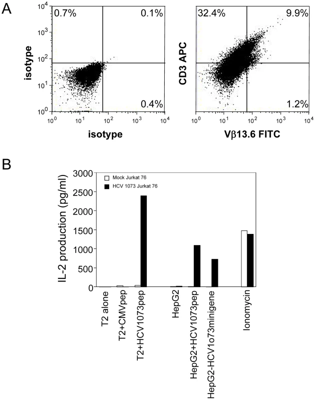 Expression and Function of the HCV TCR in Jurkat 76 cells.