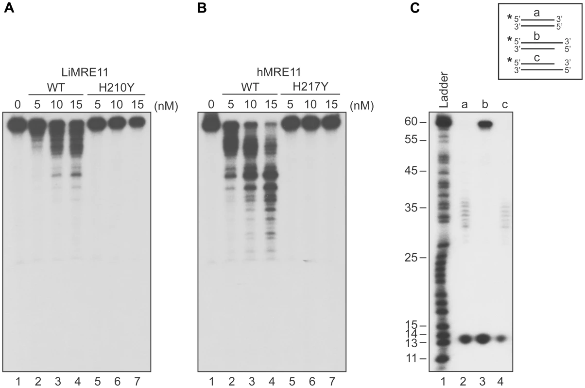 Exonuclease assays of MRE11 proteins.