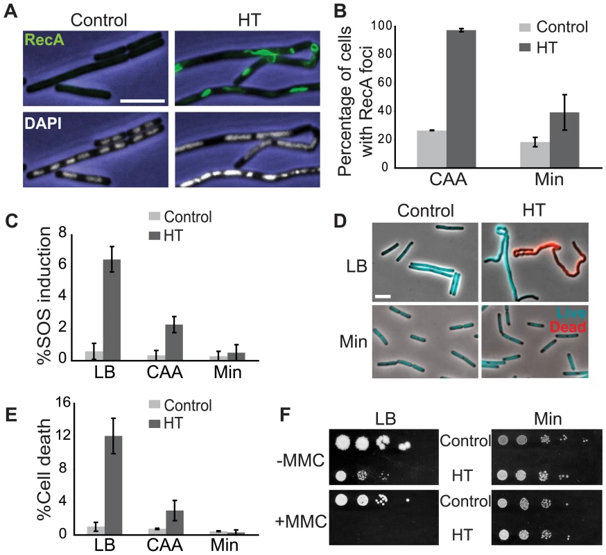 The HT strain exhibits disruption of DNA replication and loss of genome integrity.