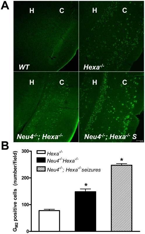 Increased accumulation of G<sub>M2</sub> ganglioside in brain neurons of double knockout <i>Neu4<sup>−/−</sup>; Hexa<sup>−/−</sup></i> mice.