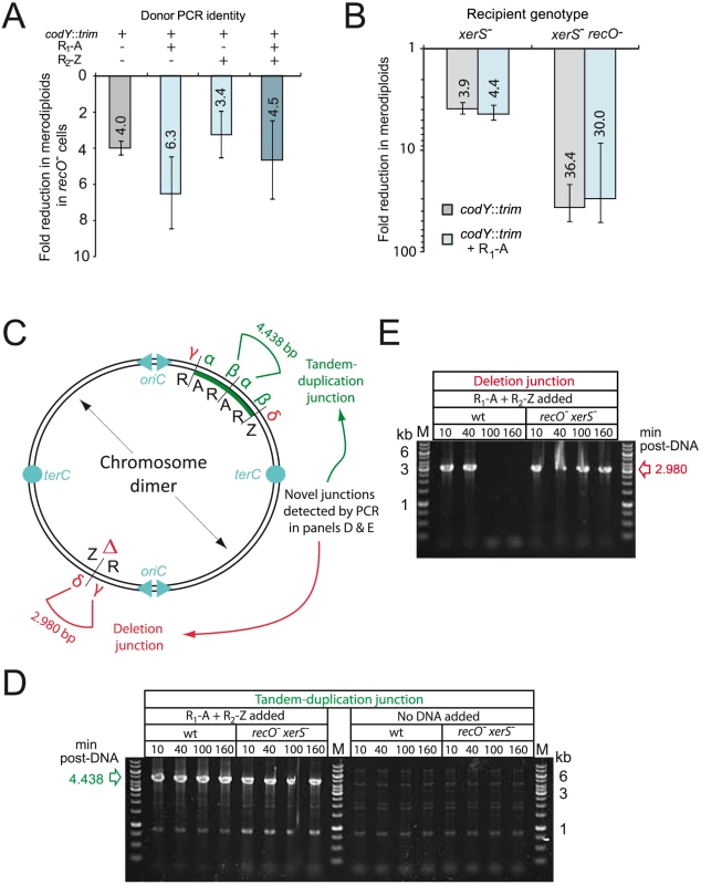 RecO and XerS are involved in pneumococcal chromosome dimer resolution.