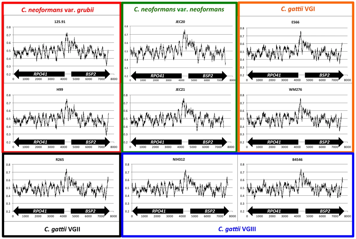 Sliding window analyses of GC content of the regions encompassing <i>RPO41</i>, intergenic region, and <i>BSP2</i> in <i>C. neoformans</i> and <i>C. gattii</i>.