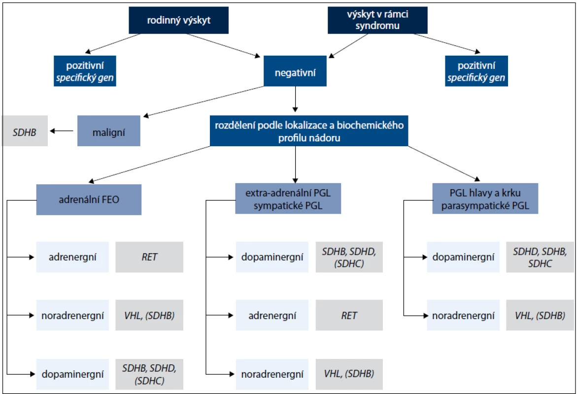 Algoritmus genetického vyšetření pacientů s feochromocytomem nebo paragangliomem.