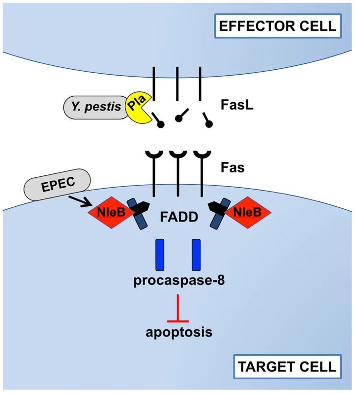 Disruption of Fas-FasL signaling by Pla of <i>Y. pestis</i> and NleB of EPEC.