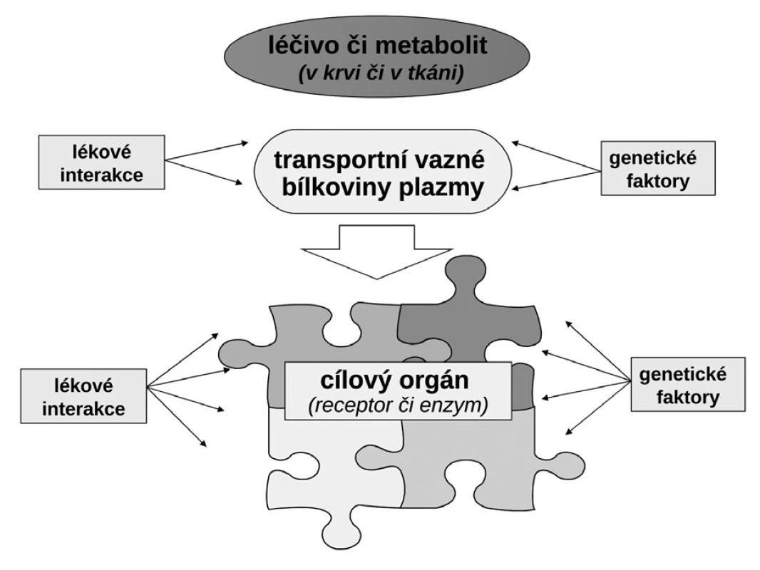 Transportní a metabolické systémy kontrolující osud léčiva v organismu (farmakokinetické vlastnosti) a jeho uplatnění na efektoru (farmakodynamický účinek)
a) na úrovni enterocytu (transportní systémy ovlivňující resorpci/eliminaci a metabolické systémy ve střevě)
b) na úrovni hepatocytu (transportní systémy ovlivňující resorpci/eliminaci a metabolické systémy v játrech)
c) na úrovni epitelie renálního tubulu (transportní systémy ovlivňující resorpci/eliminaci a metabolické systémy v nefronu)
d) na úrovni transportu v plazmě vazbou na plazmatické bílkoviny a účinek na úrovni efektoru (cílového orgánu) OCT – organic cation transporter, ENT – equilibrative nucleoside transporter, OATP – organic anion transporting polypeptide, MDRP – multiple drug resistance protein, BCRP – breast cancer resistance protein, P-gp – glykoprotein P