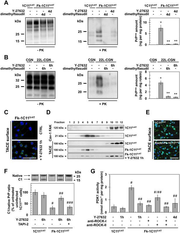 ROCK inhibition lowers PrP<sup>Sc</sup> level by rescuing TACE α-secretase neuroprotective activity towards PrP<sup>C</sup> in a PDK1-dependent manner.