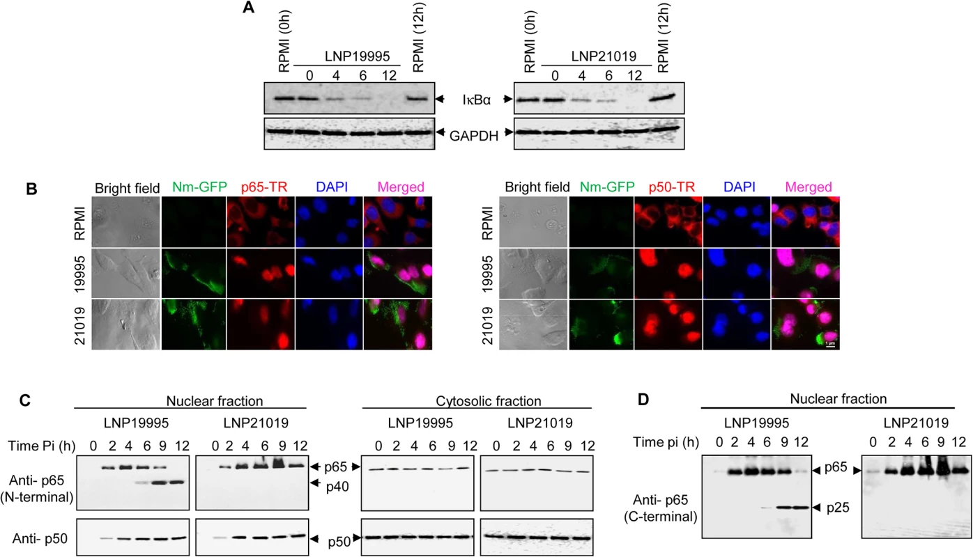 Meningococcal ST-11 isolates promote nuclear cleavage of p65 at late steps of infection.