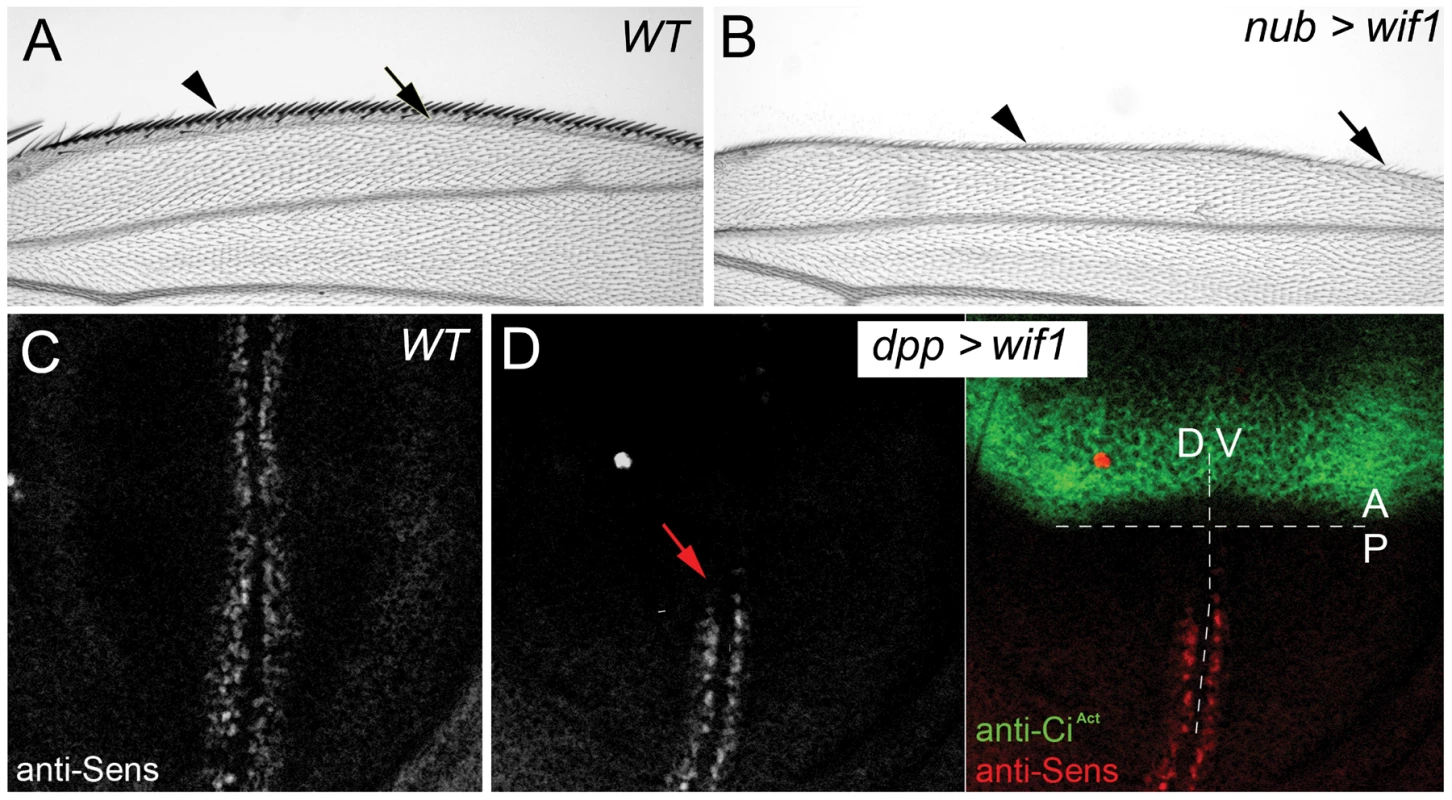 Zebrafish Wif1 inhibits <i>D. melanogaster</i> Wg.