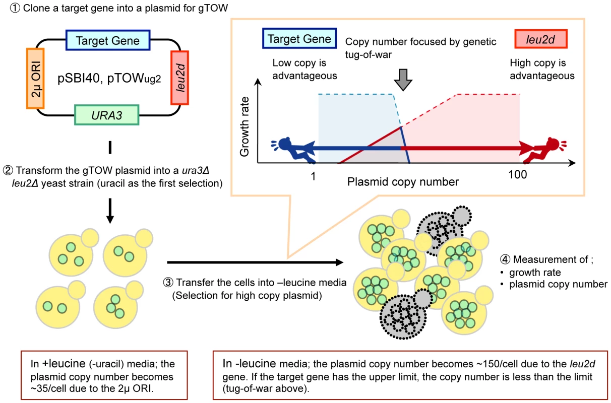 Schematic representation of the genetic tug-of-war (gTOW) experiment.