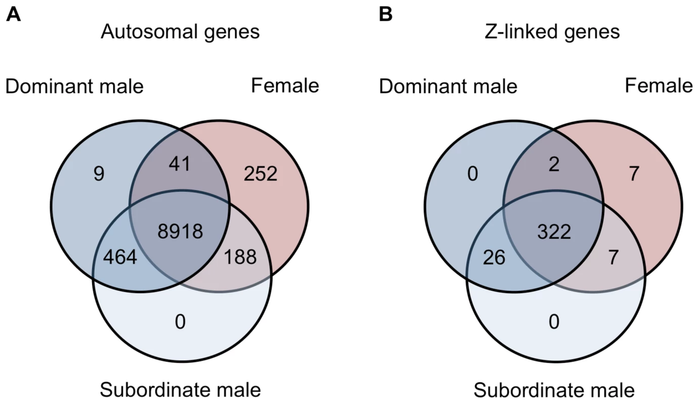 Genes shared between morphs.