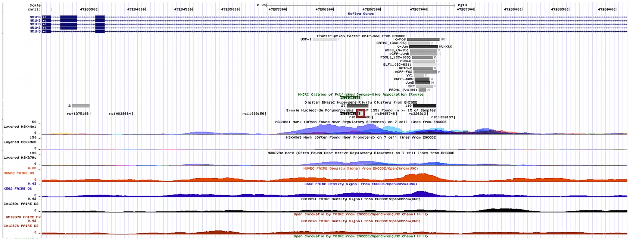 UCSC Genome Browser Annotation of rs7120118 Locus on Human Mar. 2009 (NCBI37/hg19) Assembly.