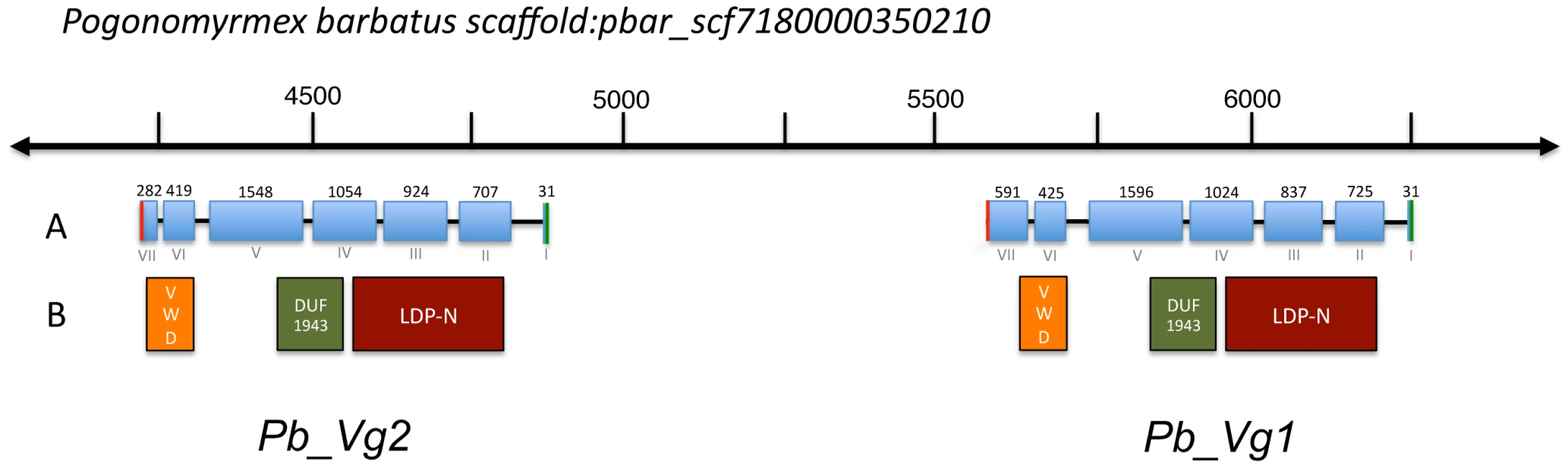 Genomic map of vitellogenin genes in <i>Pogonomyrmex barbatus</i>.