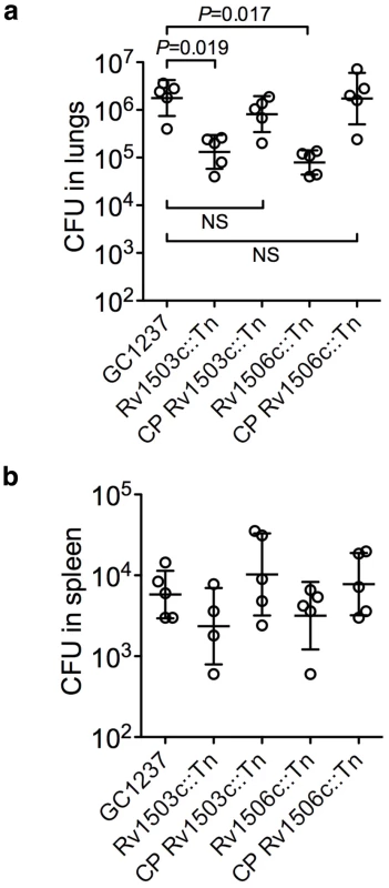 Virulence of the Rv1503c::Tn, Rv1506c::Tn mutant and complemented (CP) strains <i>in vivo</i>.