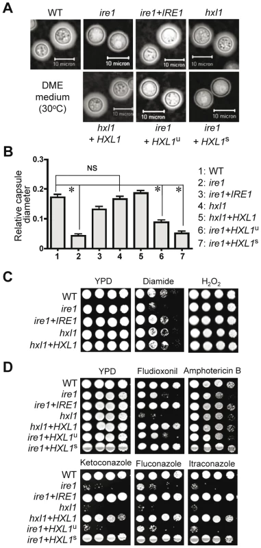 Ire1 controls capsule formation, oxidative stress responses, and antifungal drugs resistance in Hxl1 dependent- and independent manners in <i>C. neformasn</i>.