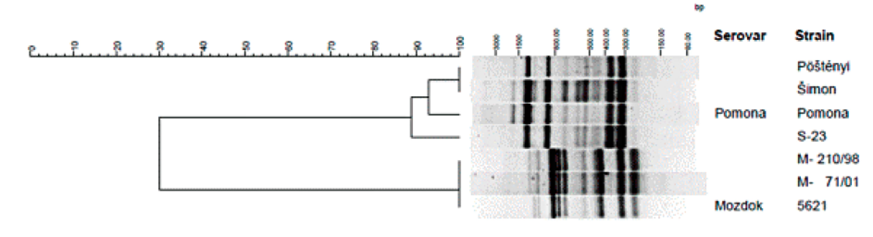DNA fingerprints and relatedness between reference and endemic Leptospira strains of serovars Mozdok and Pomona (serogroup
Pomona)