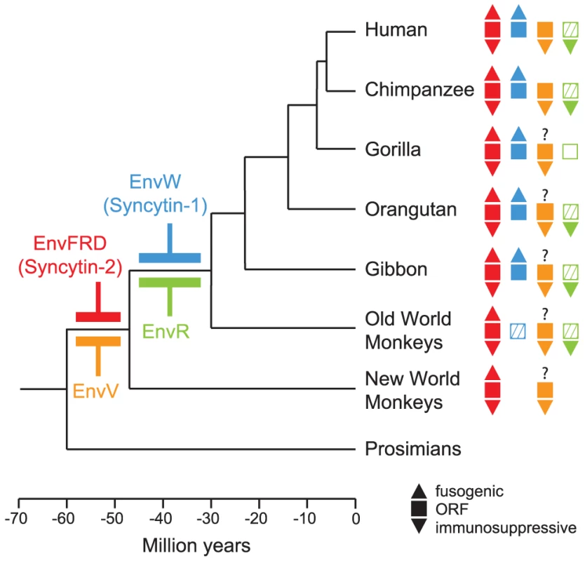Phylogenetic tree of primates, and status of the captured endogenous retrovirus envelope genes with placental expression.