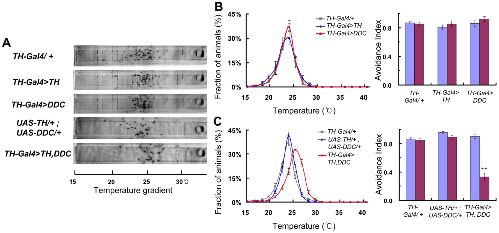 Dopamine biosynthesis is critical for flies to avoid cold temperature.