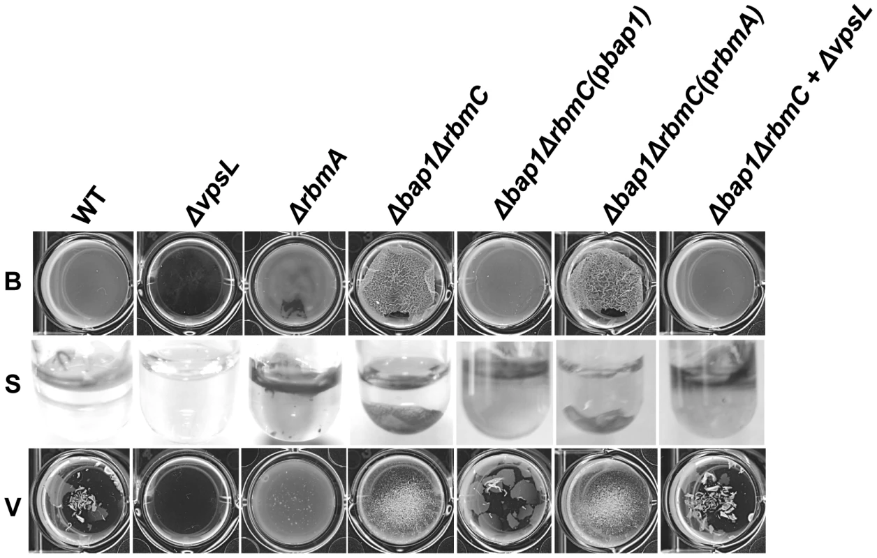The Δ<i>bap1</i>Δ<i>rbmC</i> mutant biofilm is loosely adherent to the substratum.
