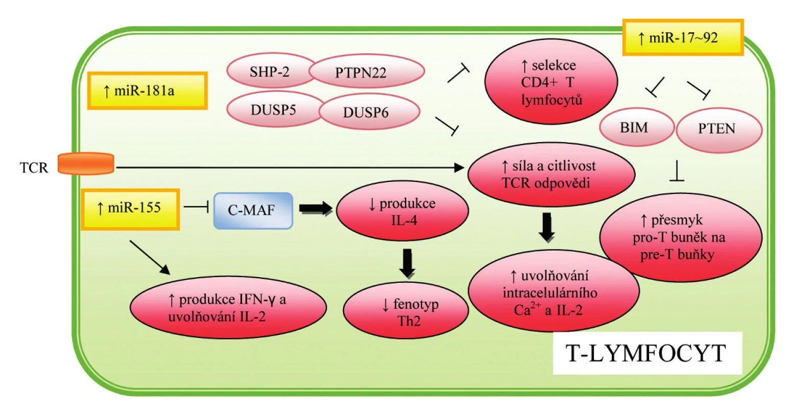 Role miRNA v regulaci hematopoézy a imunitní odpovědi T-lymfocytů