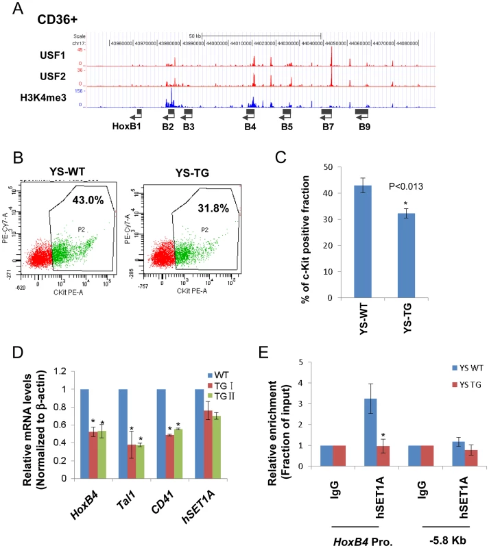 USF1 is responsible for the recruitment of the hSET1A complex and transcriptional activation of <i>HoxB4</i> during hematopoiesis.