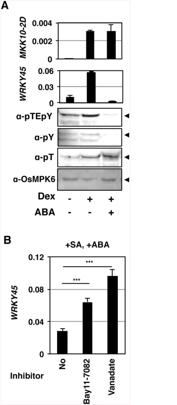 Tyr-specific dephosphorylation of OsMPK6 and suppression of <i>WRKY45</i> expression in response to ABA.