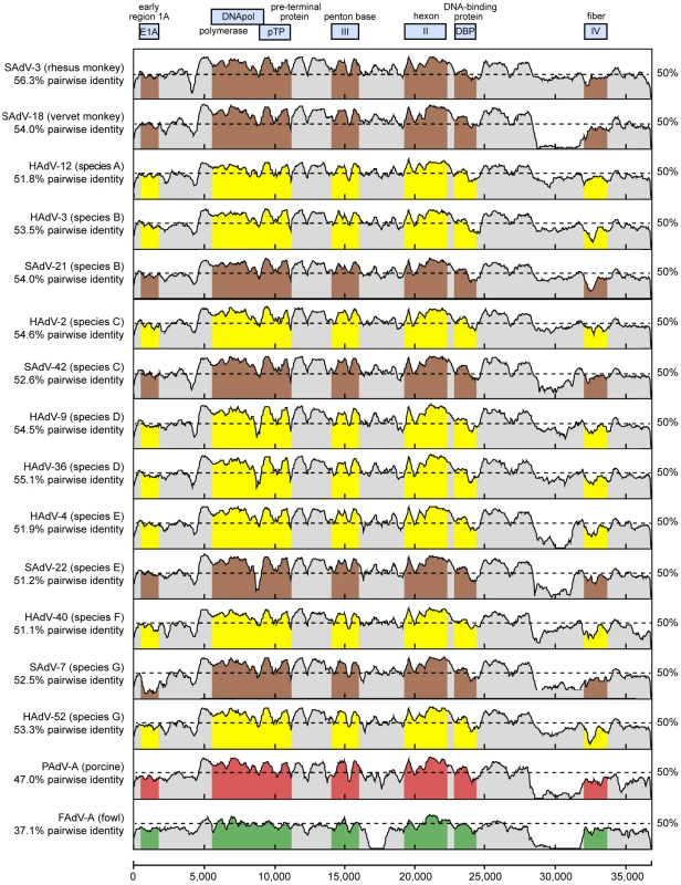Scanning pairwise alignment of representative adenoviruses with TMAdV.