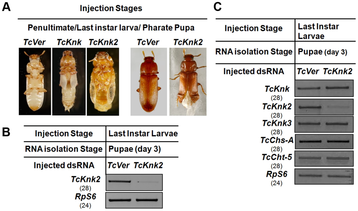 Effect of <i>TcKnk2</i> dsRNA-treatment on the development of <i>T. castaneum</i>.