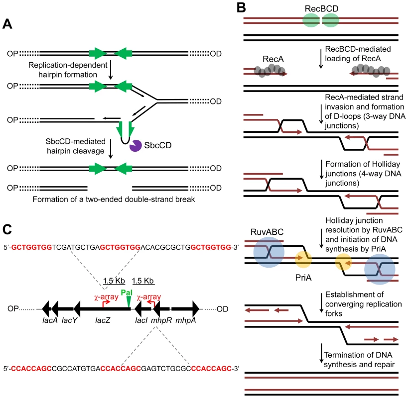 Making and repairing a site-specific DNA double-strand break in the <i>E. coli</i> chromosome.