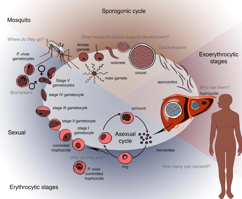Schematic depicting the human and mosquito life cycles of &lt;i&gt;Plasmodium&lt;/i&gt;, highlighting critical questions at specific points within the life cycle.