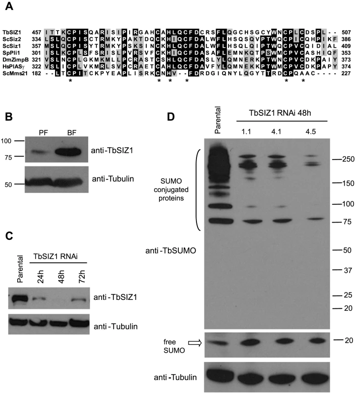 Identification and functional analysis of the SUMO ligase TbSIZ1.