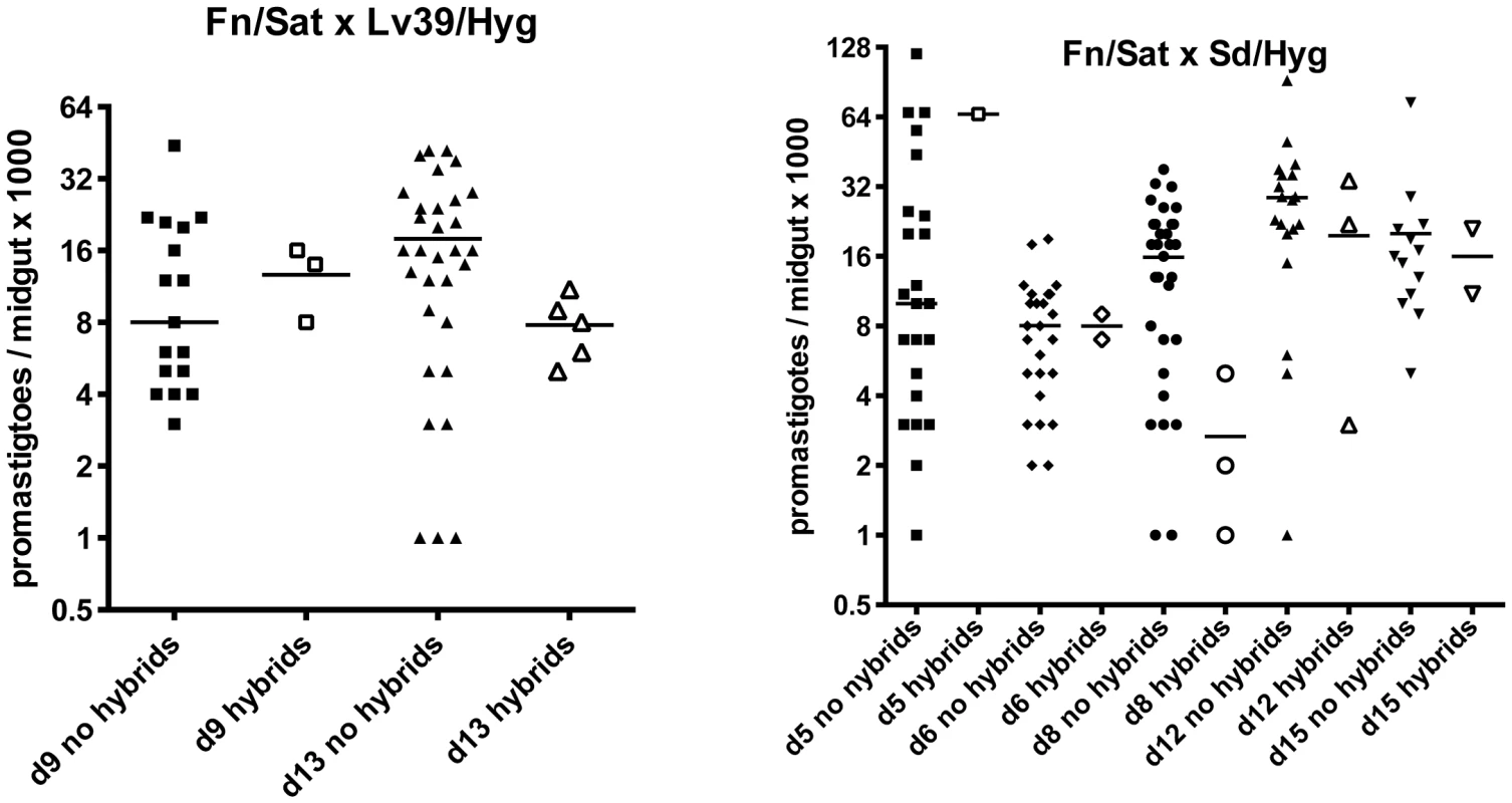 Infection levels at time of dissection in <i>P. duboscqi</i> midguts with and without hybrids.