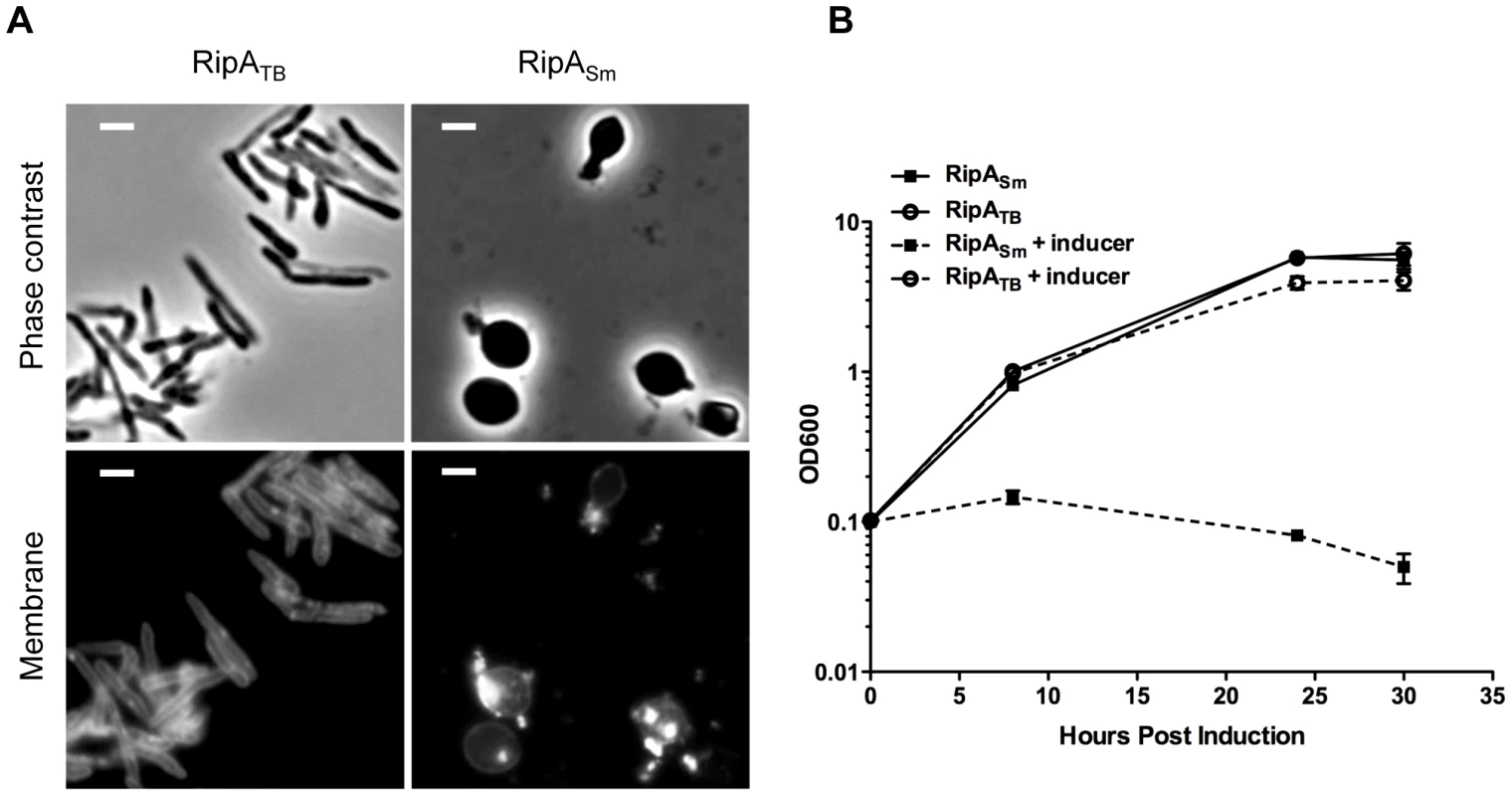 RipA is differentially active in a species-specific manner.