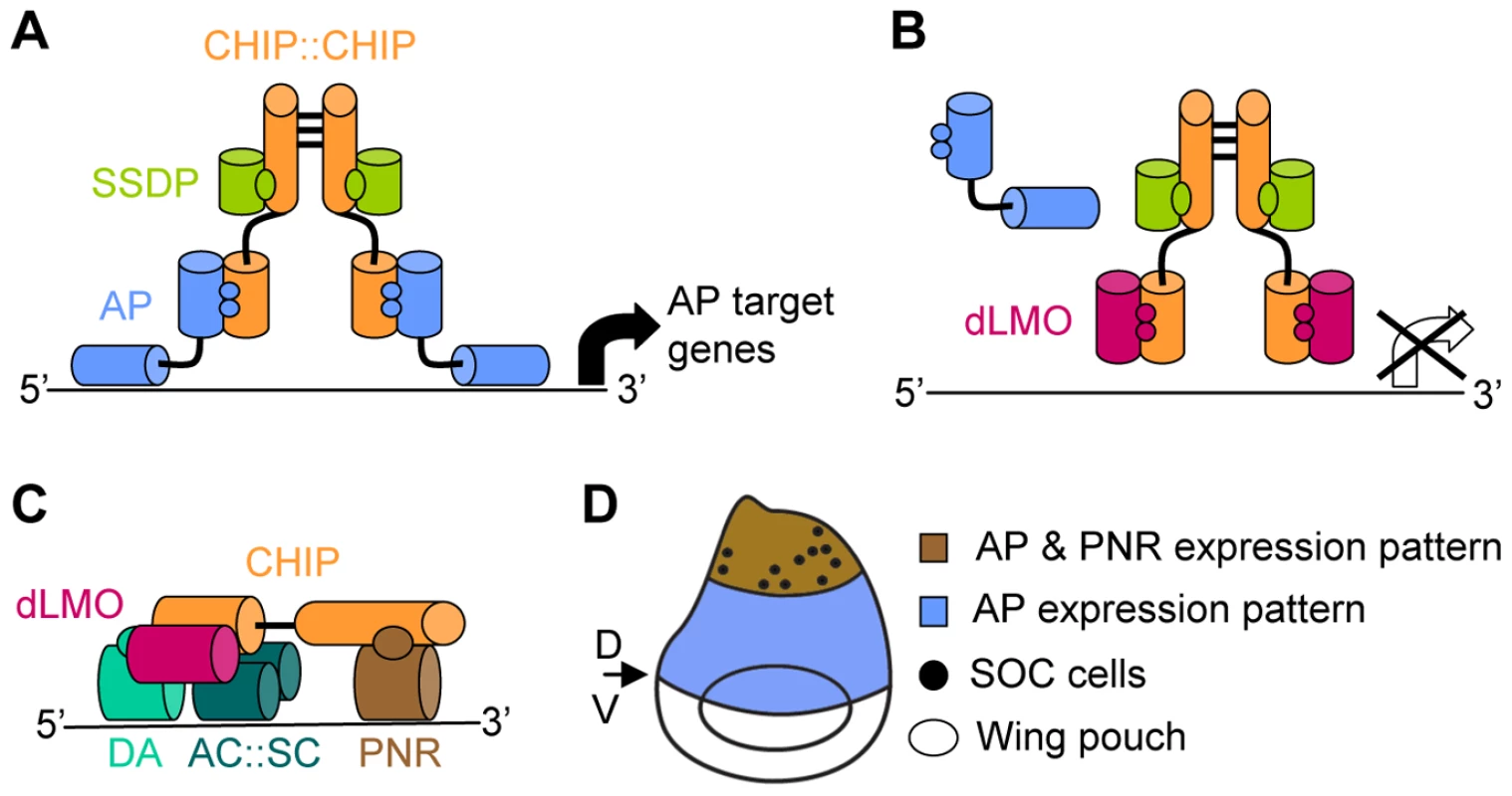 Composition and function of the CHIP-AP and CHIP-PNR transcription complexes.