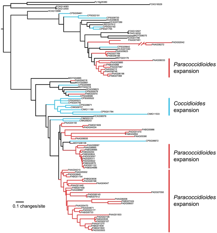 Phylogenetic relationships of FunK1 kinases estimated by maximum likelihood with RAxML <em class=&quot;ref&quot;>[<b>103</b>]</em>.