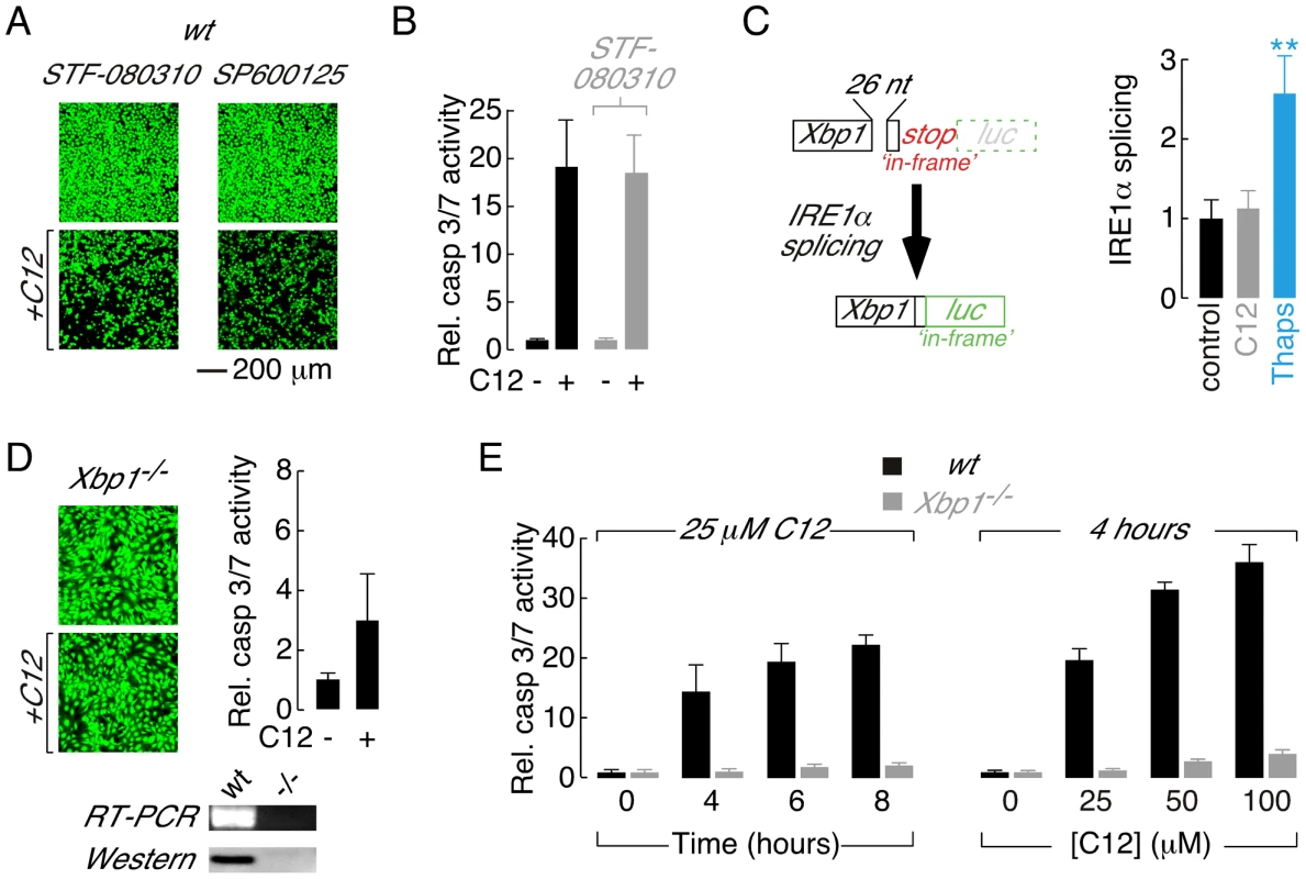 Absence of the XBP1s transcription factor is responsible for reduced C12 cytotoxicity.