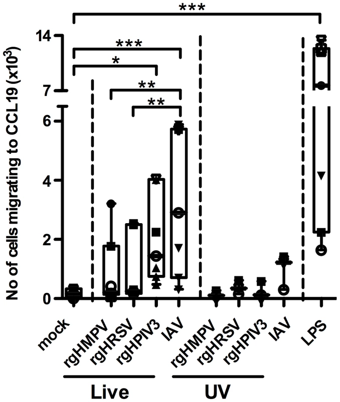 MDDC stimulated with IAV migrate more efficiently to a CCL19 concentration gradient than HMPV- or HRSV-stimulated MDDC.