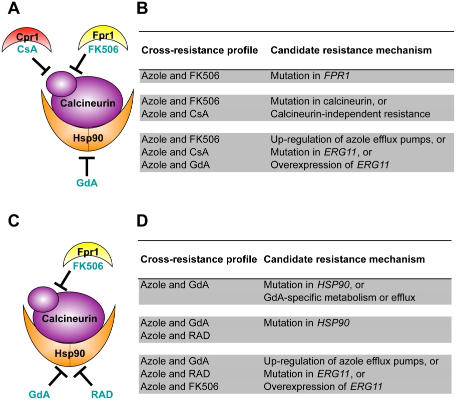 Cross-resistance profiles provide a strategy to predict resistance mechanisms.