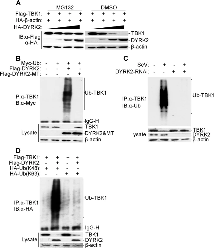 DYRK2 promoted TBK1 degradation via K48-linked ubiquitination.