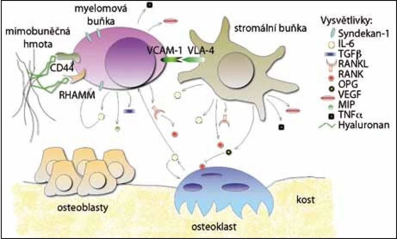 Interakce v mikroprostředí kostní dřeně mnohočetného myelomu. 
Myelomové buňky interagují s ostatními buňkami a mimobuněčnou hmotou prostřednictvím adhezivních molekul (CD44, RHAMM, VCAM-1) a po adhezi je  podporováno vylučování cytokinů a růstových faktorů. Některé faktory působí i autokrinně (IL-6) a tím se ještě více stimuluje jejich produkce.