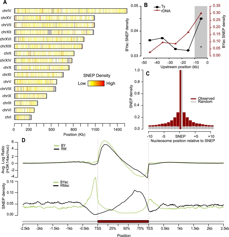 Abundance and genomic distribution of Single Nucleosome Epi-Polymorphisms.